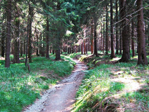 rennsteig-bei-ernstthal