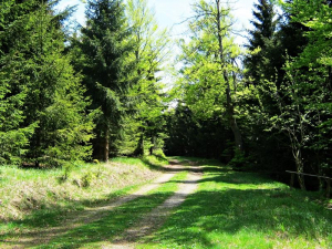 rennsteig-unterhalb-rollkopf